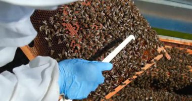 Bir arı yetiştiricisi bal toplama oturumu sırasında arılarla dolu bir çerçeveyi inceliyor. Arı yetiştiricisi kovanı dikkatlice incelerken güneş batıyor..