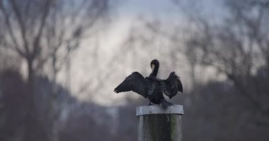 Bir kuş su kenarındaki tahta bir direkte duruyor, kanatlarını havada kurutuyor. Arka planda ağaçlar ve bulutlu bir gökyüzü var, doğa hissi veriyor..