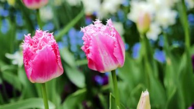 Parlak pembe laleler, diğer renkli çiçeklerle çevrili bahçede uzun boylu dururlar. Bahar geldi ve çiçekler güneş ışığı altında canlı renklerini sergiliyor..