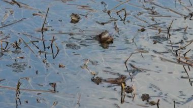 Kurbağalar uzun otlar ve bitkilerle dolu çamurlu bir gölette yüzüyorlar. Su, bir bahar öğleden sonrasında sığ sularda ilerlerken güneş ışığını yansıtır..