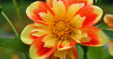 Parlak bir çiçek yapraklarını çeşitli bitkilerle dolu bir bahçede açar. Güneş ışığı çiçeğin renklerini vurgular, doğanın davetkar bir görüntüsünü yaratır..