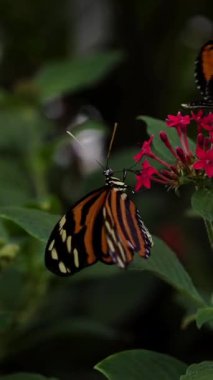 pembe çiçekte turuncu çizgili kelebek, sinematik makro yakın plan, hassas kanat desenleri yakalıyor.