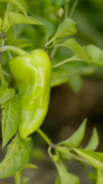 Sarmaşıkta yeşil biber hasat eden eller, nazik toplama hareketi, yapraklı arka plan, ev bahçesi dekorasyonu, güneş ışığı.