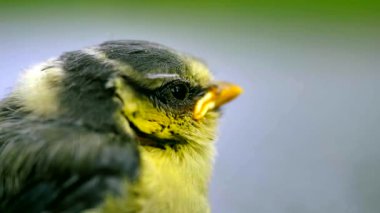 CloseUp Young Blue Tit Chick Perched Against Soft Bokeh Background, Detailed Downy Feathers And Vibrant