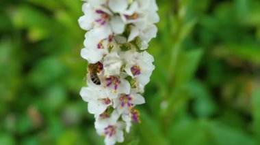 Arılarla beslenen yakın plan beyaz çiçek sivriliği, yoğun beyaz çiçek kümesinin üzerinde yavaş dikey dönüş.