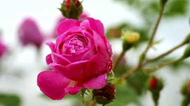 Pembe Gül Taze Yapraklarla Çiçek Açar Düğün Çiçekçisi Yumuşak Gökyüzüne karşı Yumuşak Bud 'a hayranlık duyar