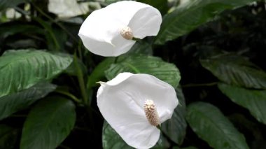 Beyaz Barış Lily Konservatuarda çiçek açtı, yemyeşil yapraklar ışıl ışıl, yumuşak yayılmış ışık, huzur dolu