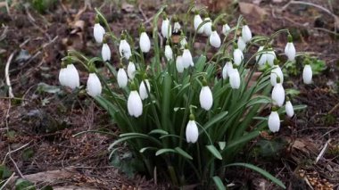 Kahverengi Yaprak Çamurundan Beyaz Kar Damlası Kümesi Yumuşak Yayılma Işığı, DewKissed Yaprakları, İnce Yeşil