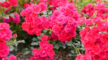 Güneşli Bahçe Yatağı 'nda kırmızı gül demetleri, Katmanlı Yapraklar ve Parlak Yapraklar Düğün İçin Kapalı Doku Çalışması