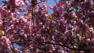 Mavi Gök 'e Karşı Pembe Kiraz Çiçekleri, Güneş Dalları Sallanıyor, Narin Yapraklar Sürükleniyor, Yakın Çekim Tepesi