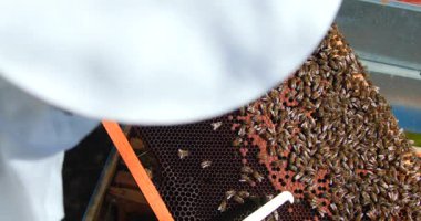 Arıcı Apiary 'deki bal peteği çerçevesini inceliyor, Eldiven Arı Kovanı Arı Arısı Arısı Arısı Arısı Arısı Arısı Arısı Arısı Aracı Aracı Aracı Aracı Aracı Aracı Aracı Aracı Aracı Aracı Aracı