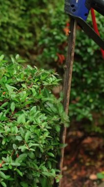 Yakın çekim Elektrikli Çit Kesicisi Yemyeşil Çalı Kesiyor Mavi El ve Kırmızı Güç Kordonuyla,