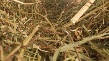 Yakın çekim Kuru Saman Kaydırma Makinesi Nazikçe Kayıyor, Ilık Altın Işık, Sığ Alanın Sığ Derinliği Karmaşık Hasır Gösterme, Hasır