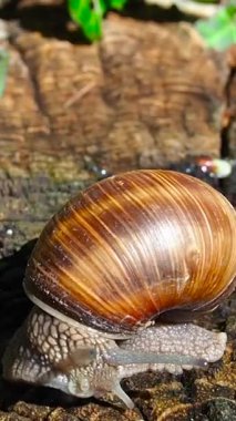 Macro Brown Salyangozu kütüğün üstünde sürünüyor. Kapanış Dizileri Parlak Kehribar Kabuğu Heyecanlandırıcı, Ayak Kaydırma