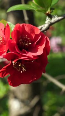 Pürüzlü arka plan, açık taç yaprakları ve merkez Stamens, parlak bahar yeşili