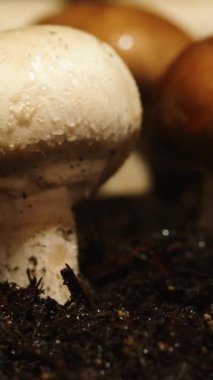 Topraktan filizlenen yakın plan mantarlar, Altın Kahverengi Cremini ve Çiyle lekelenmiş beyaz düğme başlıkları, Kara Zengin