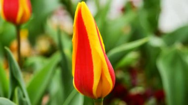 Bekar Kırmızı Lale Bud Uzun, Slender Köklü Bud ve Bulanık Yeşil Ampul