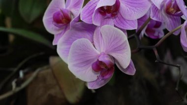 Yumuşak Lavanta Orkidesi Yakın çekim Makro Rüya Bokeh, Hassas Damarlı Pastel Yaprakları,