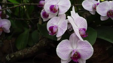Yumuşak Çizgili Orkide Gölgeli Bahçe Tasarımcısı Huysuz Portre, Soluk Yapraklardaki Leylak Damarları, Koyu Yeşil