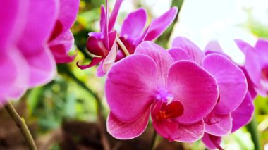 Pembe Orkide Sarmaşığa Sprey, Düğün Dekoratörü Çiçek Açma, Parlak Güneş Işığı, Romantik Palet, Seremoni