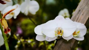 Tahta kazıkta beyaz orkide çiçeği, Bahçe Bokeh 'i, Fotoğrafçı Makro Çekim, Kıtır Taç Detaylı,