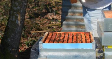 Arıcı Kovan Kutusunu Eldivenlerle Açıyor, Üst Kapak Temiz Dikey Çerçeveler İçin Kaldırılıyor, Nazikçe Kaldırılıyor