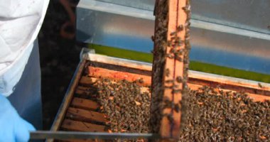 Bal Tarağı Çerçevesini Teftiş Eden Kapalı Arıcı, Eldivenli Eldiven Tutan Ahşap Çerçeveli Meşgul Arılar, Kuluçka