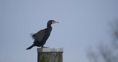 Bir karabatak, su kenarındaki tahta bir direkte duruyor. Kanatlarını etrafa bakınırken kurutmak için genişçe açar. Arka planda gökyüzü bulutlu ve gri..