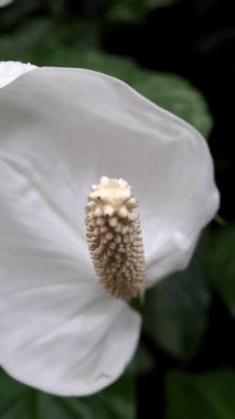 Yakın çekim merkezi belirgin olan beyaz bir çiçeğe odaklanıyor. Çiçeğin etrafını çevreleyen yeşil yapraklar, bir bahçe düzeninde detaylarını vurguluyor.