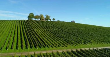 Yeşil asmalar, açık mavi bir gökyüzünün altında bir yamaç boyunca uzanıyor. Tepenin tepesinde küçük bir ev var. Üzüm bağları boyunca bir yol esiyor.