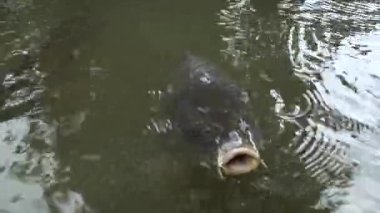 Bir balık nehir kıyısına yakın çamurlu sularda hareket eder. Sığ sularda yiyecek ararken dalgalar etrafında oluşur. Sabahın ilk ışıkları parlıyor.