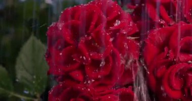 Yağmur hafifçe yağarken kırmızı güller su damlacıklarıyla kaplanır. Çiçekler bir bahçe ortamında, bahar boyunca doğal güzelliklerini ön plana çıkarıyorlar..