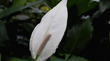 Merkezinde uzun bir çivi bulunan beyaz bir çiçeğin yakın görüntüsü. Bu çiçek güneşli bir günde bahçedeki çeşitli yeşil bitkilerle çevrilidir..