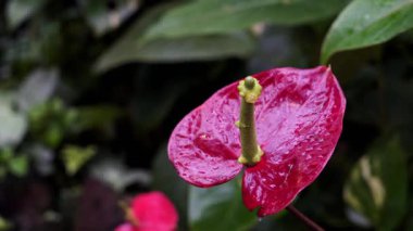 Yapraklarında su damlacıkları olan parlak kırmızı bir çiçeğin yakın çekimi. Bahçe, yapraklar ve bitkilerle dolu yemyeşil bir bahçe..