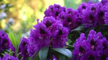Mor çiçekler bahçede çiçek açıyor. Arılar etrafta uçuyor. Güneş parlıyor ve arka planda yeşillik görünüyor. Doğa bu sahnede gelişiyor..