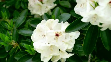 Bahçedeki çalı çalılarının üzerinde beyaz çiçekler çiçek açarlar. Parlak çiçekler baharda açık gökyüzünün altında yeşil yapraklarla çevrilidir. Doğa güzelliğini gösterir.