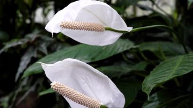 Bahçe ortamında yeşil yapraklardan iki beyaz çiçek yetişir. Çiçekler çiçek açmış ve benzersiz şekillerini gösteriyorlar. Bitkilerin üzerine güneş ışığı vuruyor..