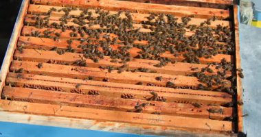 Arılar bahçede bulunan bir kovanın içinde dolaşmakla meşguller. Bal peteği yapıp polen topluyorlar. Bu etkinlik sıcak bir günde gerçekleşir..