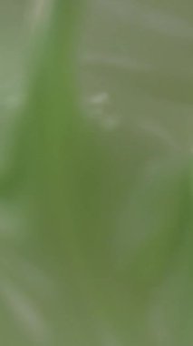 Yavaş Çekim, Yakın Çekim Matcha Krema Kıvrımlı Parlak Havai Kırbaç Tepeleri Hamur işi Şefi,