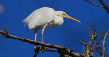Beyaz bir kuş bir ağacın dalına tünemiştir. Sahne açık mavi gökyüzünü ve parlak güneş ışığını gösteriyor. Kuş, dal üzerinde dengede dururken etrafına bakar..