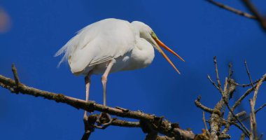 Büyük beyaz bir kuş bir ağaç dalına tünemiş. Kuş gagası açık bağırıyor. Arka plan açık mavi gökyüzünü ve ağaç dallarının çıplak olduğunu gösteriyor..