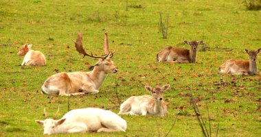 Birkaç geyik çayırdaki çimlerin üzerinde dinleniyor. Bazı geyiklerin boynuzları vardır. Sahne, yumuşak çimenler ve dağınık yapraklarla doğal bir çevre gösteriyor..