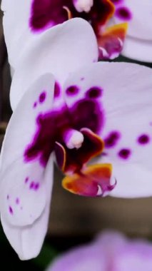 Beyaz taç yaprakları ve mor lekelerle bir orkide çiçeğinin yakın görüntüsü açılır. Çiçeğin güzelliği eşsiz yapısını vurgular. Bu çiçeği gözlemlemek ayrıntıları ve renkleri ortaya çıkarır.