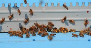 Arılar sıcak bir yaz gününde bir kovanın girişinin etrafında uçuyorlar. Kovana girip çıkmakla, yiyecek toplamakla ve kendi topluluklarını kurmakla meşguller..