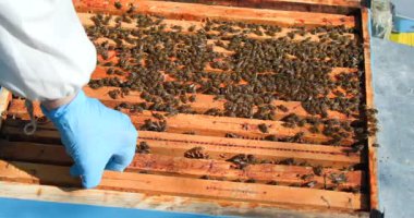 Eldivenli bir arı yetiştiricisi arılarla dolu bir kovanı inceler, kareleri etkinlik var mı diye kontrol eder ve arıların sağlığını değerlendirir. Bahar geldi ve arılar çalışmakla meşgul..