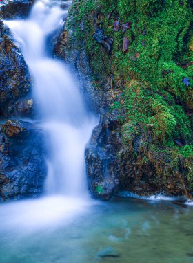 Ormandaki kayaların üzerinden çağlayan bir su akıntısı. Yeşil yosun kayaları ve çevreyi kaplıyor. Güneş ışığı suyun üzerinde parlar yansımalar ve hareketler yaratır..