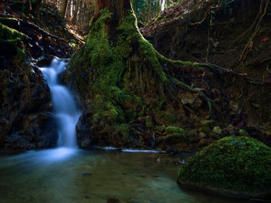 Ormandaki kayaların ve yosunların üzerinde çağlayan sular. Ağaçlar akarsuyun etrafında dimdik durur, güneş ışığı yukarıdaki yaprakların arasından parlar..