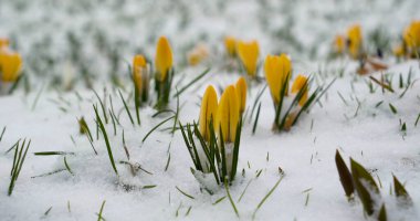 İlkbaharın başlarında bir tarlada Crocus çiçekleri büyür. Sarı taç yaprakları beyaz kara karşı durarak, daha sıcak hava belirtileri gösteriyor..