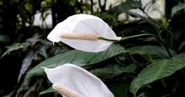 Bahçedeki koyu yeşil yaprakların arasında üç beyaz çiçek beliriyor. Güneş onların üzerine doğuyor, yapraklarını renklendiriyor. Doğal ortamda büyürler..