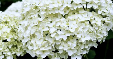 Baharda bahçedeki kümelerde beyaz çiçekler yetişir. Güneş batıyor, çiçeklerin parlak yüzlerini göstermelerine yardım ediyor. Çiçekleri çevreleyen yeşil yapraklar.